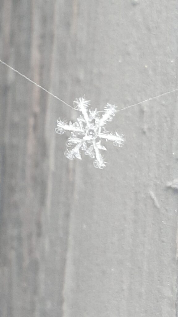 Snowflake on a strand of spiderweb